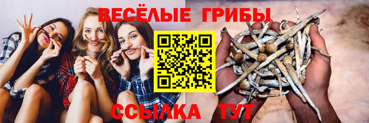 Галлюциногенные грибы Cubensis  Вход с VPN  Псилоцибиновые грибы Cubensis  Великий Устюг 